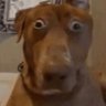 Silviu.exe's profile picture