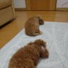 ふれっつ(バトオペ2)'s profile picture