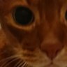 チビシニアン©️'s profile picture