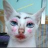 ali sachabad's profile picture