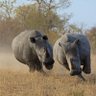 The White Rhino 的头像