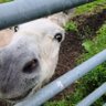Фото профиля Donkey of Wisdom