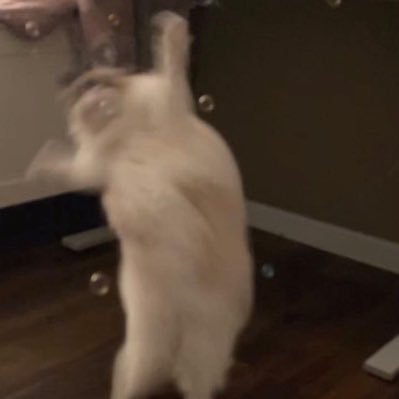 dixiatianerong's profile picture