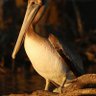 Tizianna_Bama profil fotoğrafı