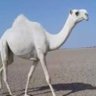 shareef syed 的头像