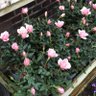 Фото профиля 🌸 softlight 🌸