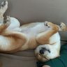 ゆうしょう profil fotoğrafı