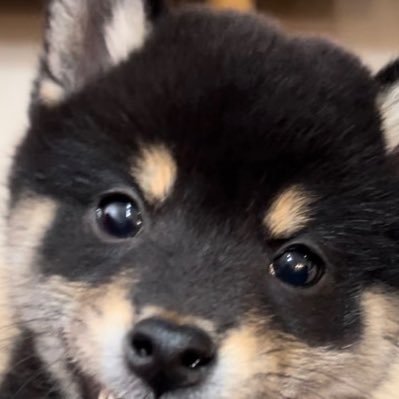 kotanuki1210's profile picture