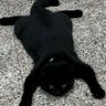 mitt profil fotoğrafı