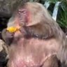 Фото профиля Fat Mumkey