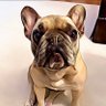 Pipeline Moe Norman profil fotoğrafı