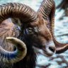 сенолкоч profil fotoğrafı