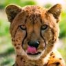 Profilbild von Mlungisi