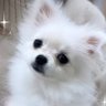 うまるん@ソフトウェアエンジニア's profile picture