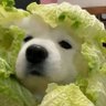 Profilbild von feng