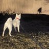 YLT Cole @ DOG's profile picture