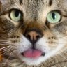 Profilbild von Trey Finley