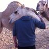 Abdullah's profile picture