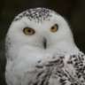 Profilbild von CrystalSnow