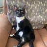 Whiskers Jelly aka the Kittyman (parody of my cat)'s profile picture