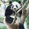 Profilbild von 🐼パンダ🐼の気になるニュース🐼