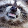 Profilbild von 変態オナニー害獣 洗井