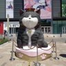 robinchow profil fotoğrafı