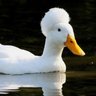 Фото профиля Afro Duckie