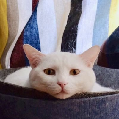 sansui_bdsm's profile picture