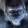 Profilbild von Widjajack