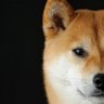 Lee profil fotoğrafı