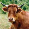 Boeufo le boeuf profil fotoğrafı