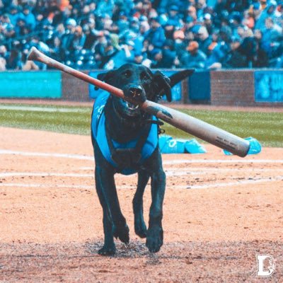 Ripken the Bat Dog's profile picture