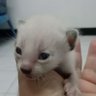 Фото профиля M_Ratta🐱