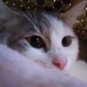 Profilbild von Haris