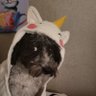 TresDoggos's profile picture