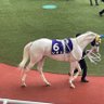 🌸大阪のお父さんお母さん🌸 的头像