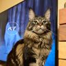 ベアちゃん profil fotoğrafı