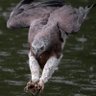 Profilbild von falcon