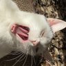 Profilbild von illus