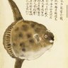 血まみれマンボウ's profile picture