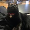 ネコベスneko's profile picture
