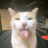 Фото профиля Mr.Gato