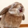 ちゃ🐾 的头像