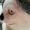 にゃんたろー's profile picture