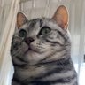 ミモザ 的头像