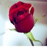 7co🦋🌹nannannanaco's profile picture