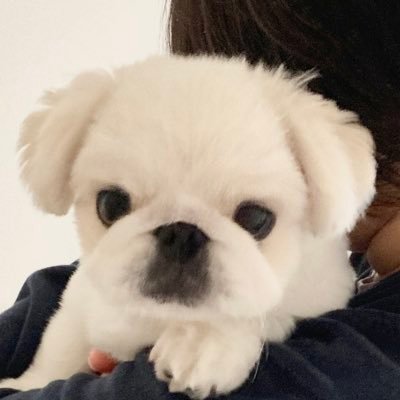 ペキパグのぷんち's profile picture