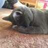 ふゆっぴ 的头像