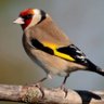 Goldfinch's profile picture